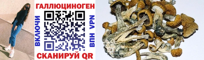 Купить где  Окуловка  Псилоцибиновые грибы MAGIC MUSHROOMS 